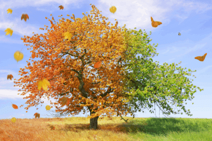 one tree representing different seasons, fall, summer, spring