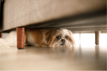 Small Shih Tzu dog hiding under a bed, peeking out from the shadows onto the floor